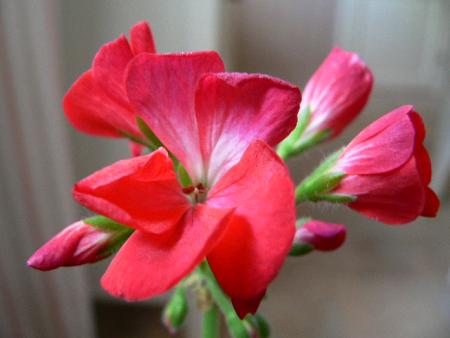 gallery_2746_70_55739.jpg
