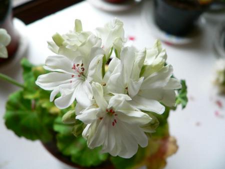 gallery_2746_70_70509.jpg