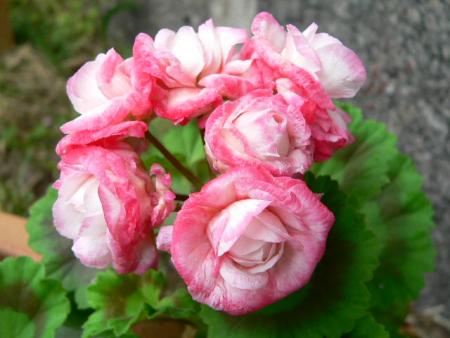 gallery_2746_70_71180.jpg