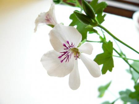 gallery_2746_70_8010.jpg