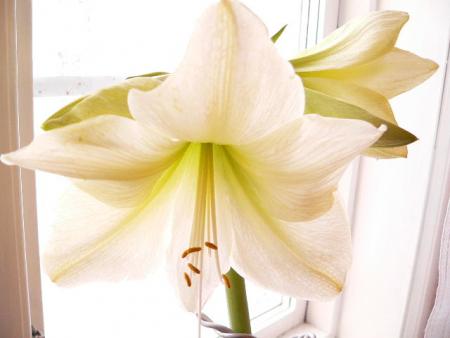 gallery_2746_71_17097.jpg
