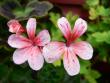 tn_gallery_2746_70_3189.jpg