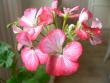 tn_gallery_2746_70_36438.jpg