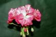 tn_gallery_2746_70_378.jpg