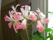 tn_gallery_2746_70_48074.jpg