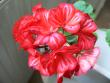 tn_gallery_2746_70_56274.jpg