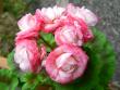 tn_gallery_2746_70_71180.jpg