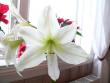 tn_gallery_2746_71_86647.jpg
