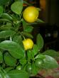 tn_gallery_3363_16_62721.jpg