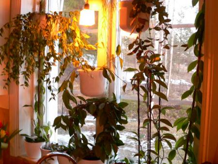 gallery_2746_73_53184.jpg