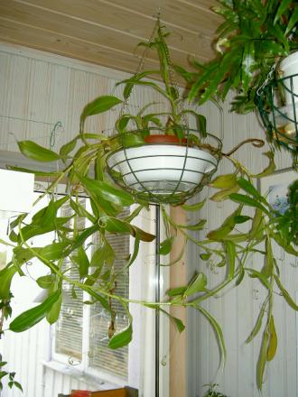 gallery_3363_60_40807.jpg