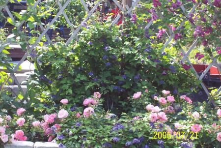 gallery_6203_31_231731.jpg