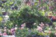 tn_gallery_6203_31_231731.jpg