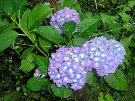 gallery_5006_74_67527.jpg