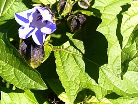 gallery_7111_79_91661.jpg