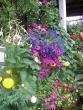 tn_gallery_5006_74_18202.jpg