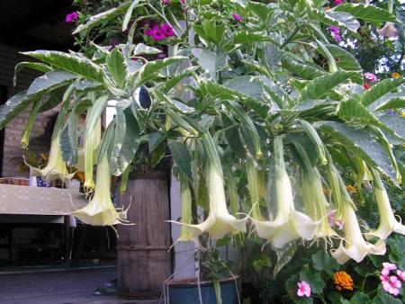 gallery_5006_74_13390.jpg