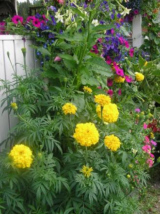 gallery_5006_74_18589.jpg