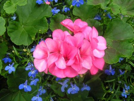 gallery_5006_74_2020.jpg
