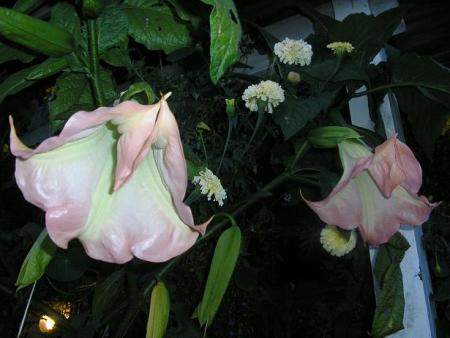 gallery_5006_74_27581.jpg