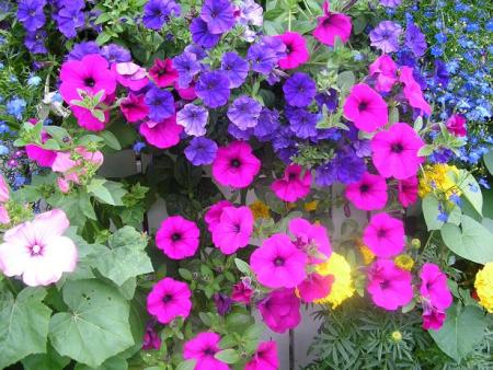 gallery_5006_74_53768.jpg