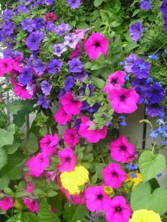 gallery_5006_74_60696.jpg