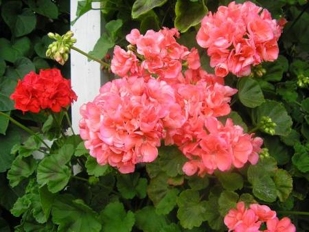 gallery_5006_74_64309.jpg