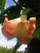 tn_gallery_5006_74_17964.jpg