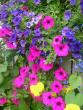 tn_gallery_5006_74_60696.jpg