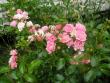tn_gallery_5006_74_66997.jpg