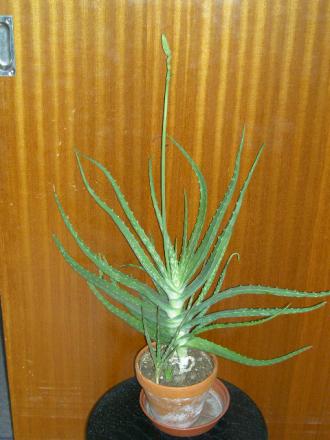 gallery_3363_60_72867.jpg