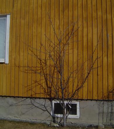 gallery_3388_87_55727.jpg