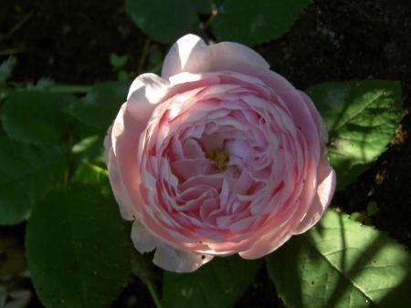 gallery_4144_95_20477.jpg
