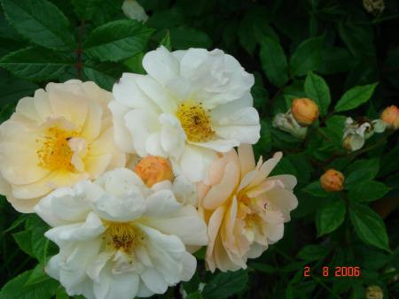 gallery_4144_95_20654.jpg