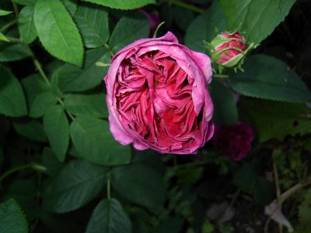 gallery_4144_95_25890.jpg