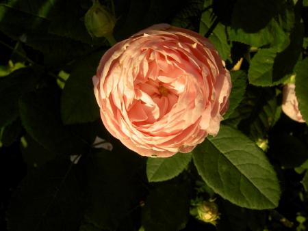 gallery_4144_95_43167.jpg