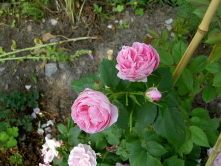 gallery_4144_95_67559.jpg