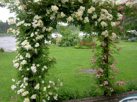 gallery_4144_95_88508.jpg