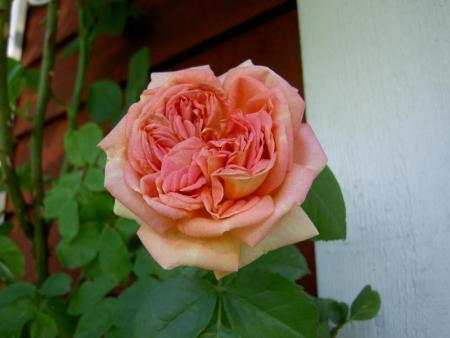 gallery_4144_95_902.jpg