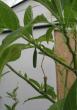 tn_gallery_190_98_3576.jpg