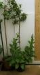 tn_gallery_190_98_39614.jpg