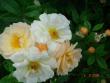 tn_gallery_4144_95_20654.jpg