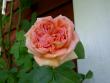 tn_gallery_4144_95_902.jpg