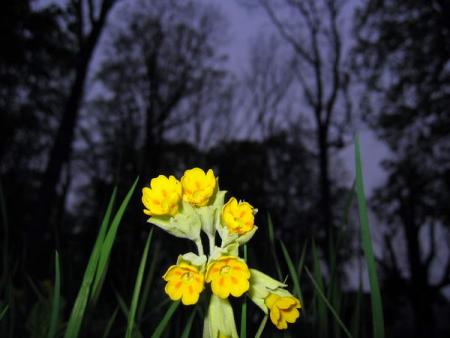 gallery_4816_97_42317.jpg