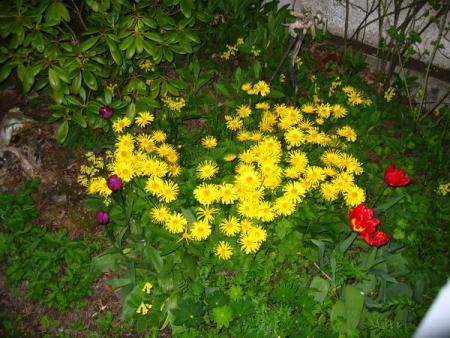 gallery_4816_97_53225.jpg