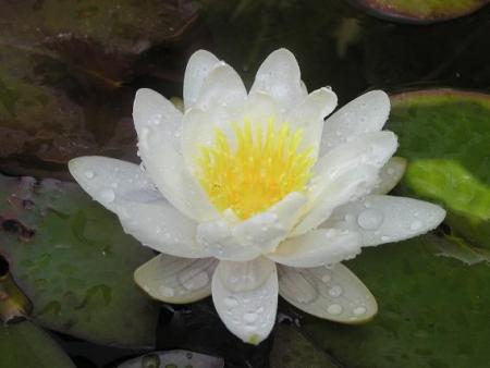 gallery_5447_20_9307.jpg