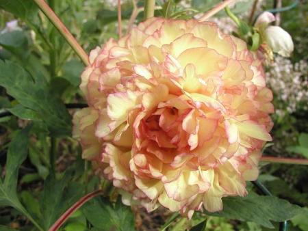 gallery_5447_52_36501.jpg