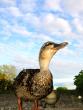 tn_gallery_4816_97_36514.jpg