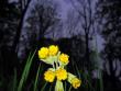 tn_gallery_4816_97_42317.jpg