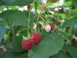 tn_gallery_5447_17_31034.jpg